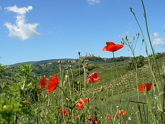 Red poppies in a Tuscan field with medieval village background