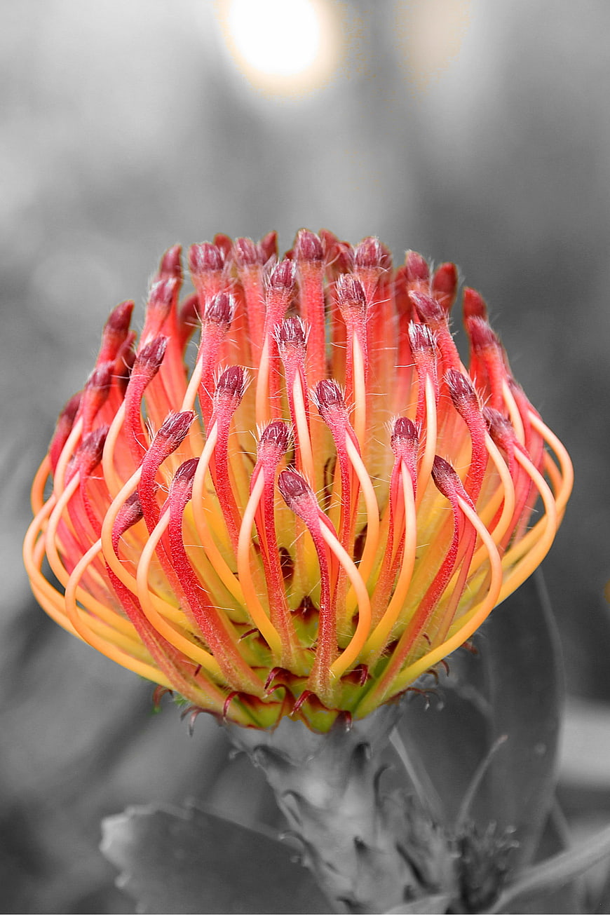 Vibrant Red and Yellow Pincushion Protea Flower Close-Up