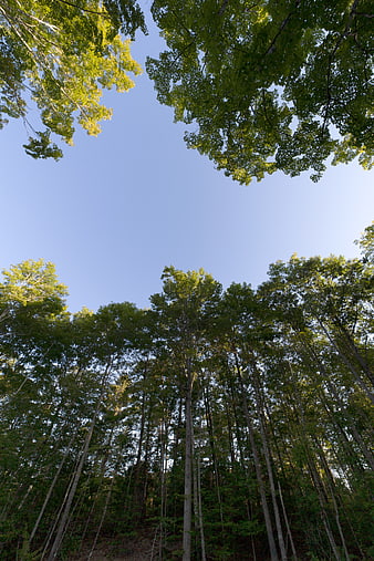 Low angle view of tall green trees against blue sky