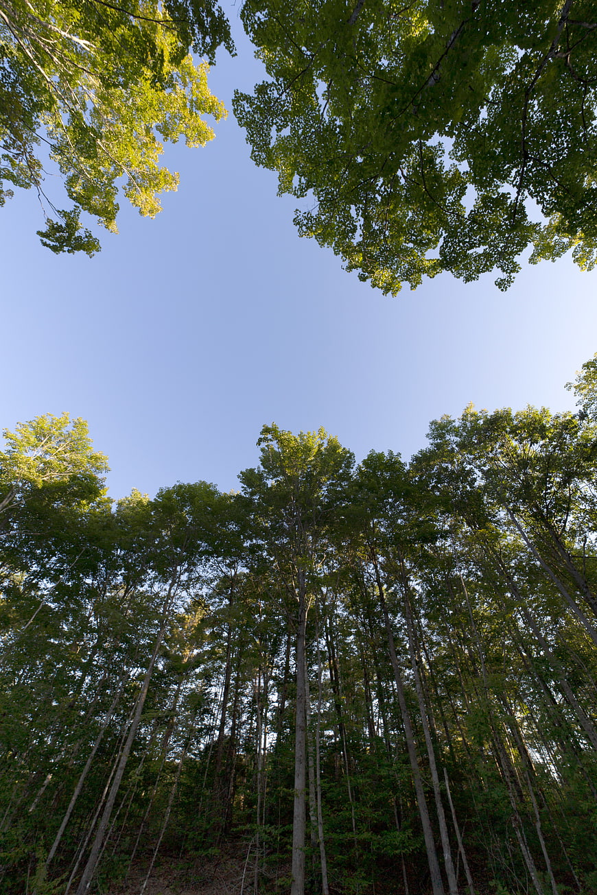 Low angle view of tall green trees against blue sky