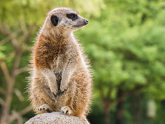 Cute Meerkat Standing Alert on Rock in Nature