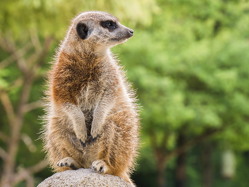 Cute Meerkat Standing Alert on Rock in Nature