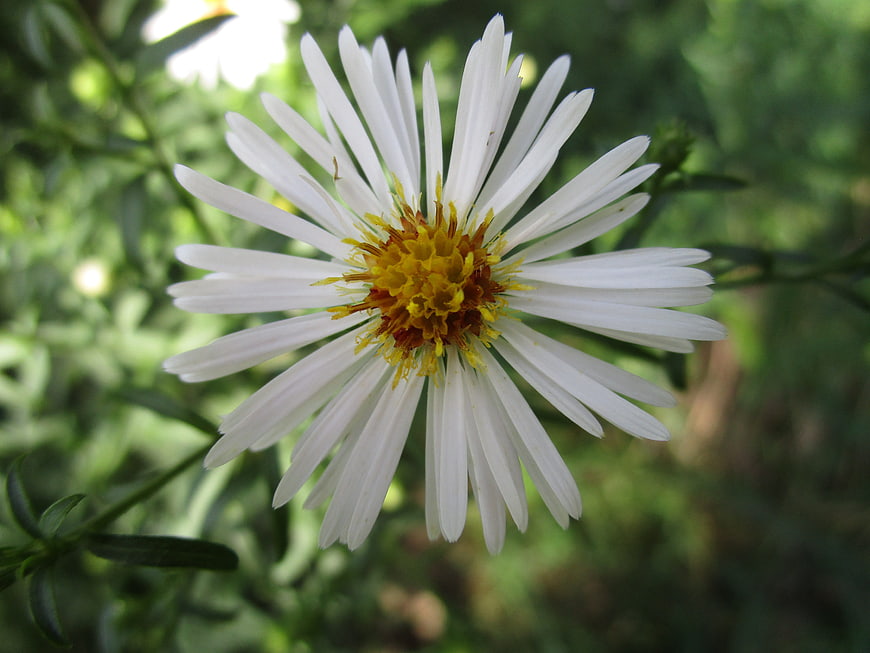 Close-up of white aster flower with yellow center