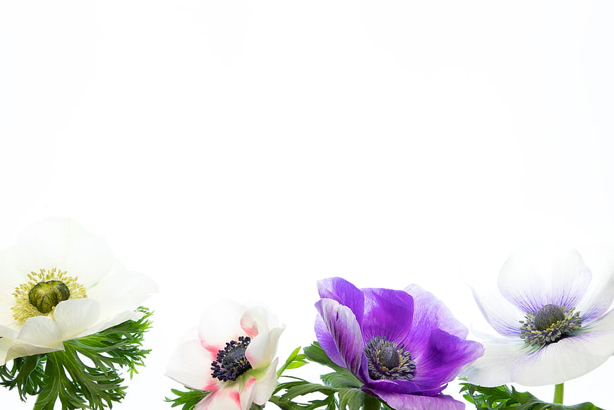 Colorful Anemone Flowers on White Background with Copyspace