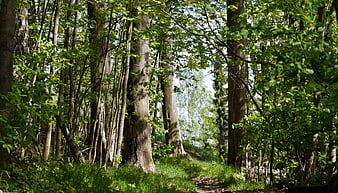 Sunlit Forest Path with Green Trees and Grass