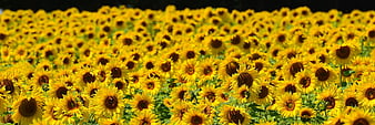 Vibrant Sunflower Field In Full Summer Bloom
