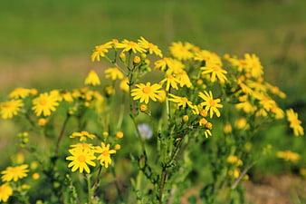 Yellow wildflowers blooming in a green meadow