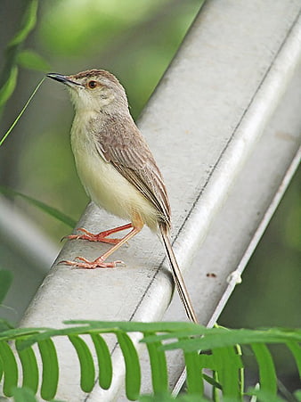 Small brown bird perched on metal railing with green foliage