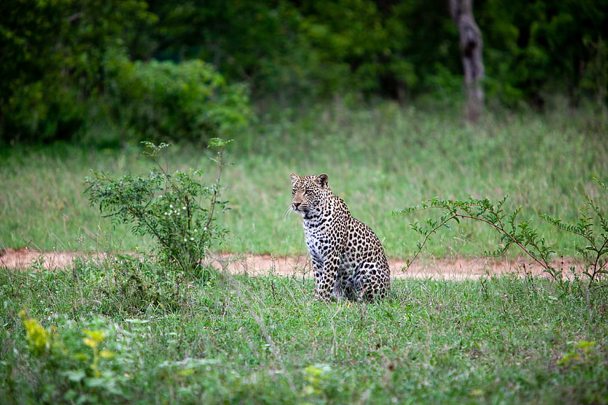Leopard sitting in tall grass in African savanna