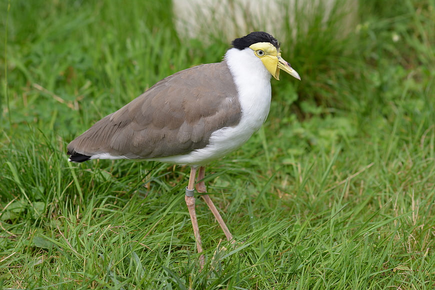 Masked Lapwing Bird Standing in Green Grass