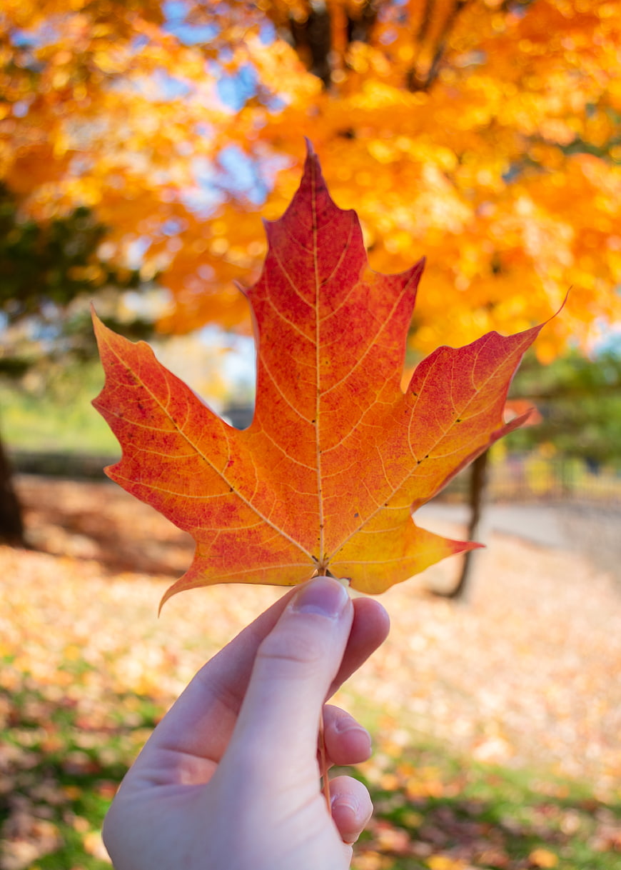 Hand Holding Vibrant Red Maple Leaf in Autumn