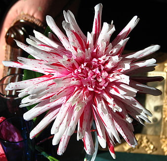 Close-up of Pink and White Speckled Cactus Dahlia