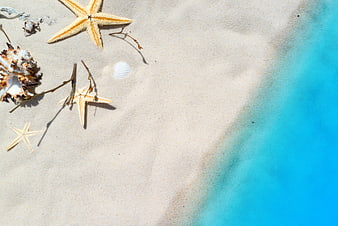 Top View of Starfish and Shells on White Sand Beach