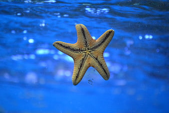 Yellow Starfish on Blue Underwater Background