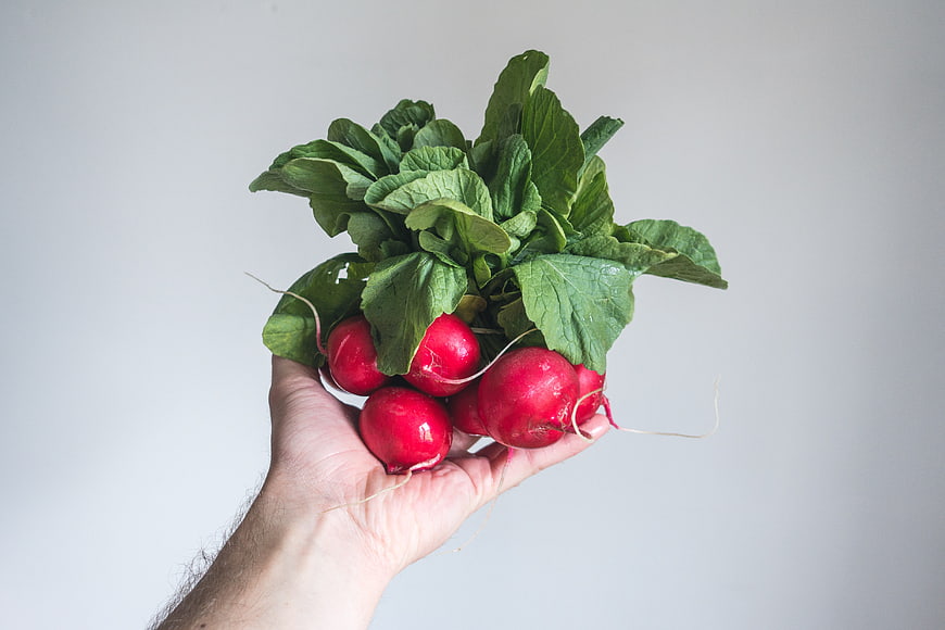 Hand holding fresh red radishes with green leaves