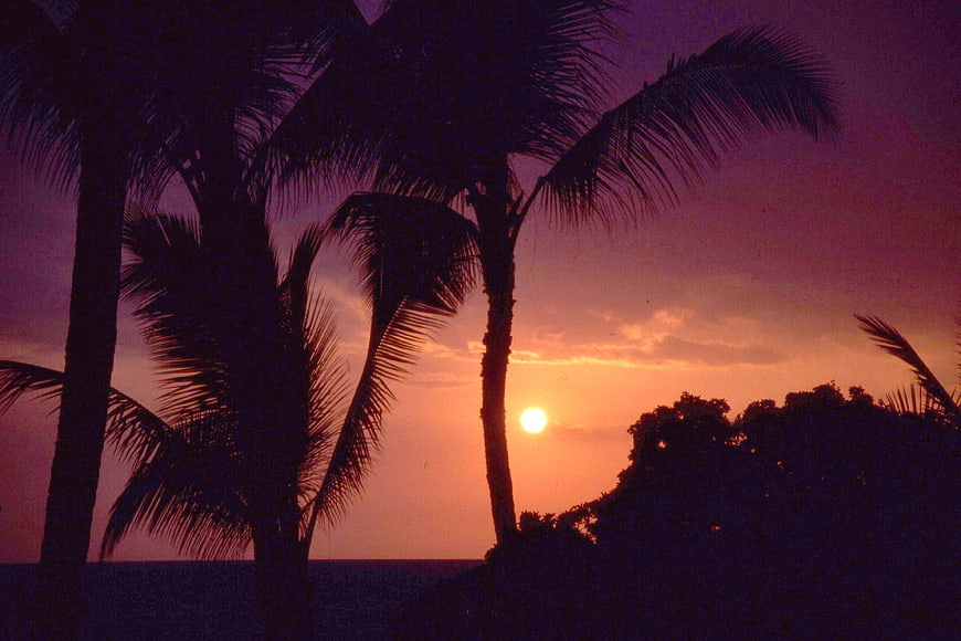 Silhouette of palm trees against a vibrant purple and orange sunset