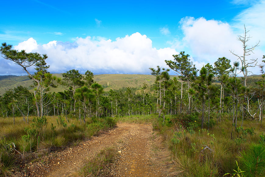Dirt Trail Through Pine Forest in Mountainous Landscape