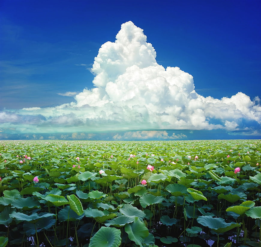 Vast Lotus Pond with Pink Flowers Under Dramatic Clouds