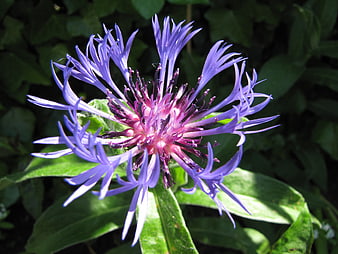 Vibrant Purple Cornflower Close-Up in Garden