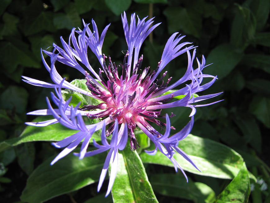 Vibrant Purple Cornflower Close-Up in Garden