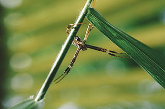 Close-up of a spider on a green leaf in nature