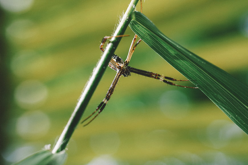 Close-up of a spider on a green leaf in nature