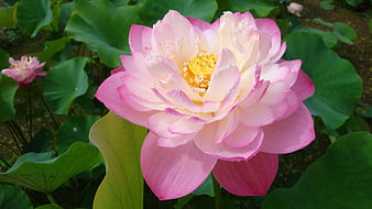 Pink Lotus Flower Bloom in Green Pond