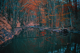 Cinematic Autumn Forest Stream with Vibrant Red and Teal Reflections