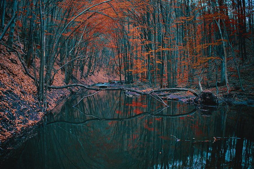 Cinematic Autumn Forest Stream with Vibrant Red and Teal Reflections