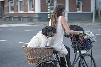 Woman with dreadlocks cycling with dog in basket