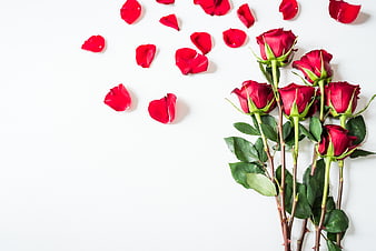 Red Roses and Petals Flat Lay on White Background