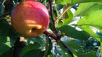 Ripe Red Apple Hanging on Tree Branch in Sunlight