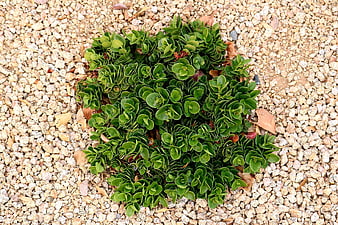 Top view of green succulent plant on gravel