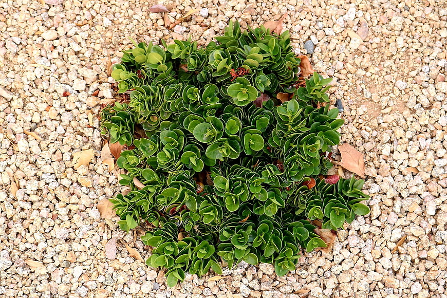Top view of green succulent plant on gravel