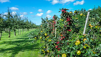 Rows of Apple Trees in a Sunny Summer Orchard