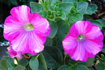 Vibrant pink petunia flowers with green leaves