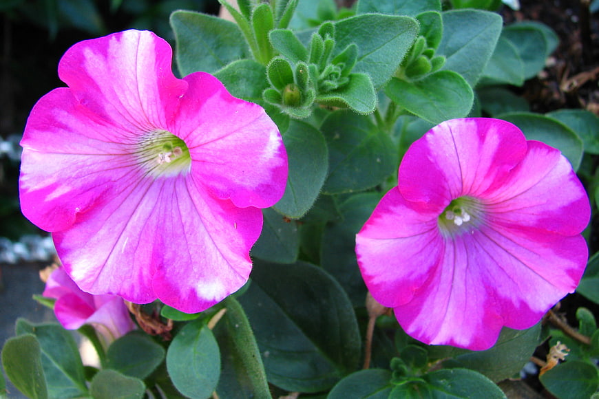 Vibrant pink petunia flowers with green leaves
