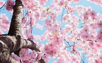 Pink Cherry Blossoms on Branches Against Blue Sky