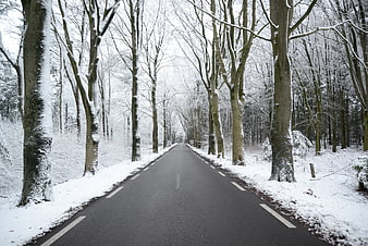 Snowy Forest Road with Tall Trees in Winter