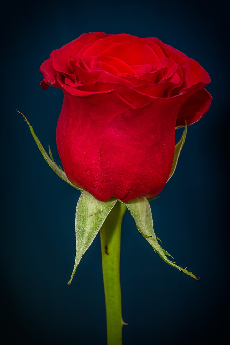 Vibrant Red Rose Close-Up on Dark Blue Background