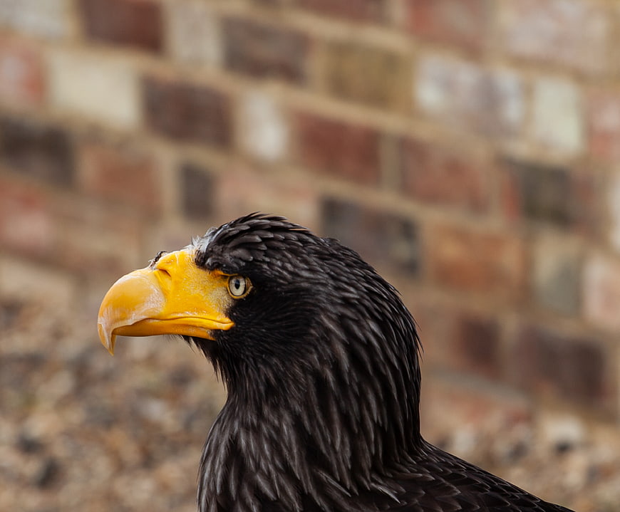 Close-up profile of a Steller's sea eagle head