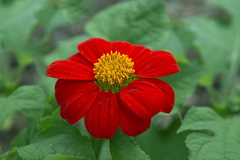 Vibrant Red Zinnia Flower Close-Up with Green Leaves