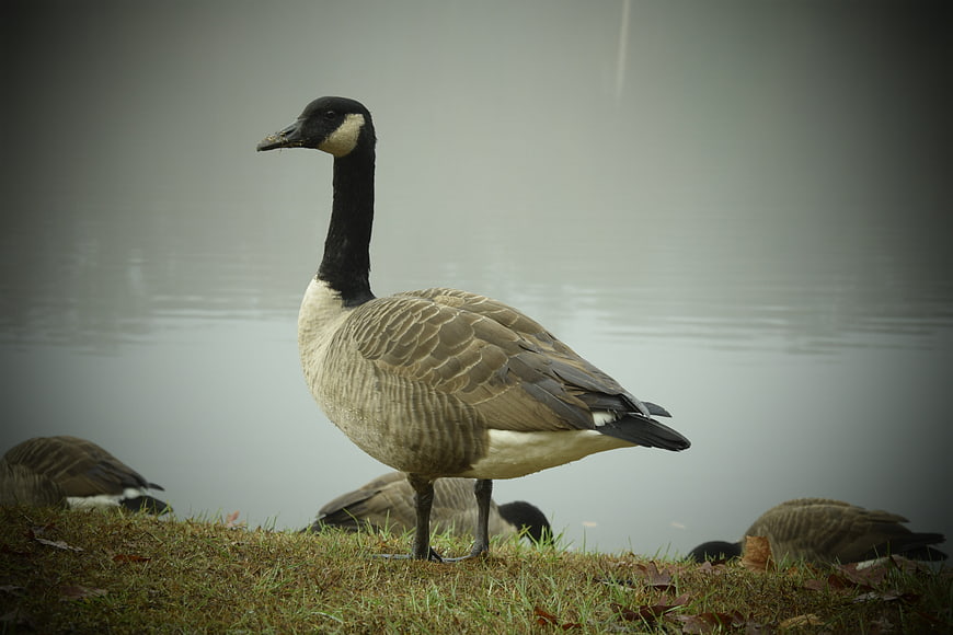 Canada Goose Standing on Grassy Bank by Lake