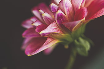Close-up of a vibrant pink and purple dahlia flower