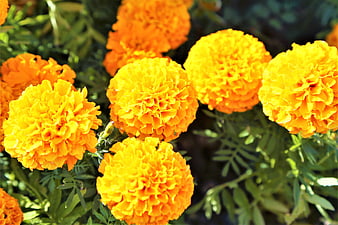 Vibrant Orange and Yellow Marigold Flowers in Sunlight