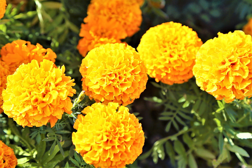 Vibrant Orange and Yellow Marigold Flowers in Sunlight