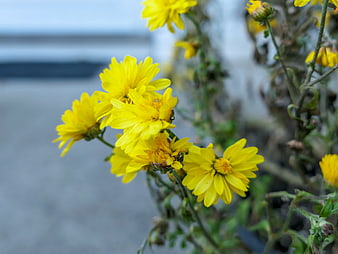 Close-up of vibrant yellow chrysanthemums in autumn