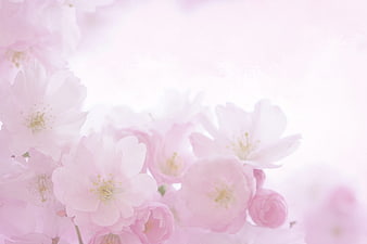 Soft Pink Cherry Blossoms With Large White Negative Space