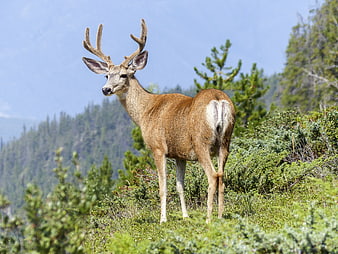 Mule Deer Buck Standing in Mountain Forest