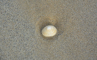 Top view of a single seashell on textured sand